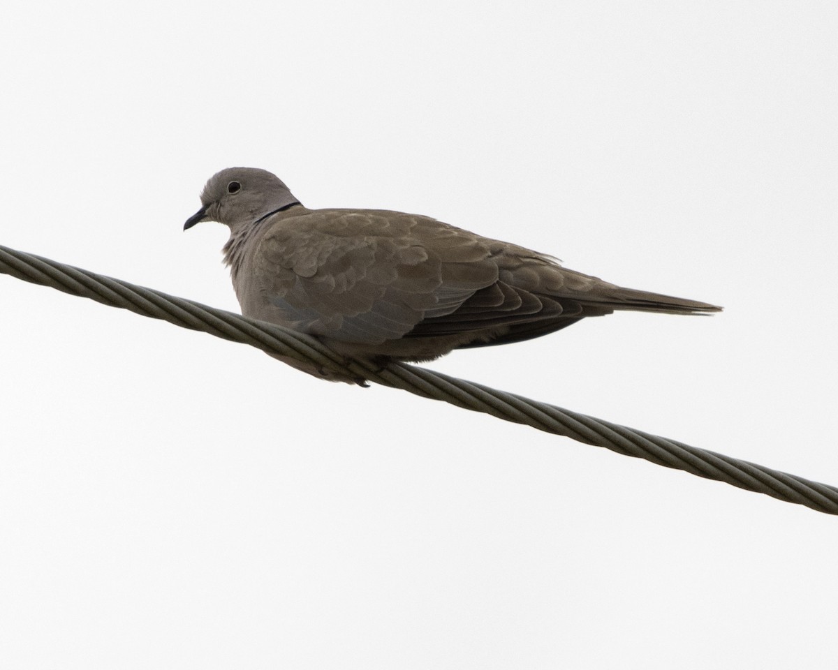 Eurasian Collared-Dove - ML369315741