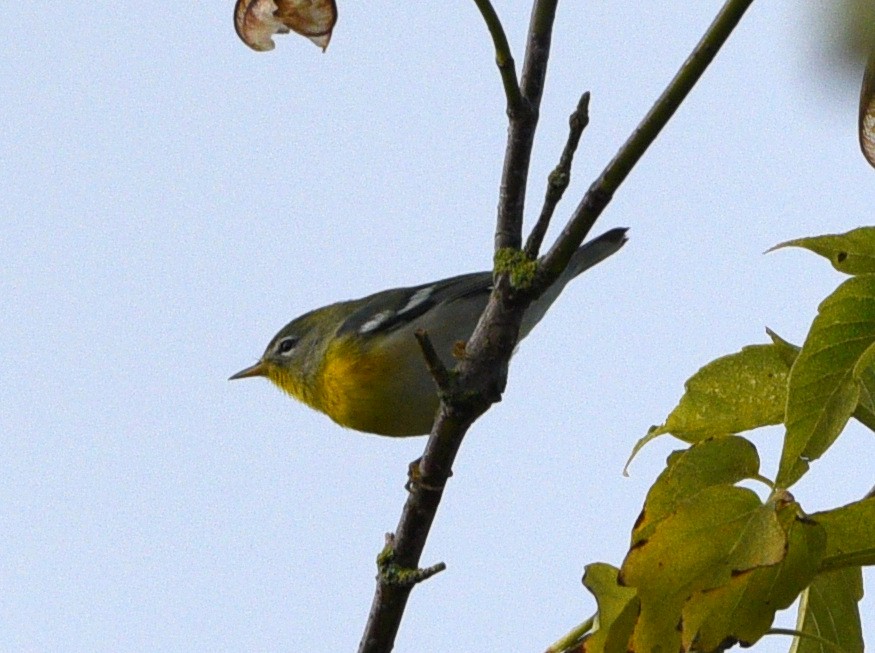 Paruline à collier - ML369317371