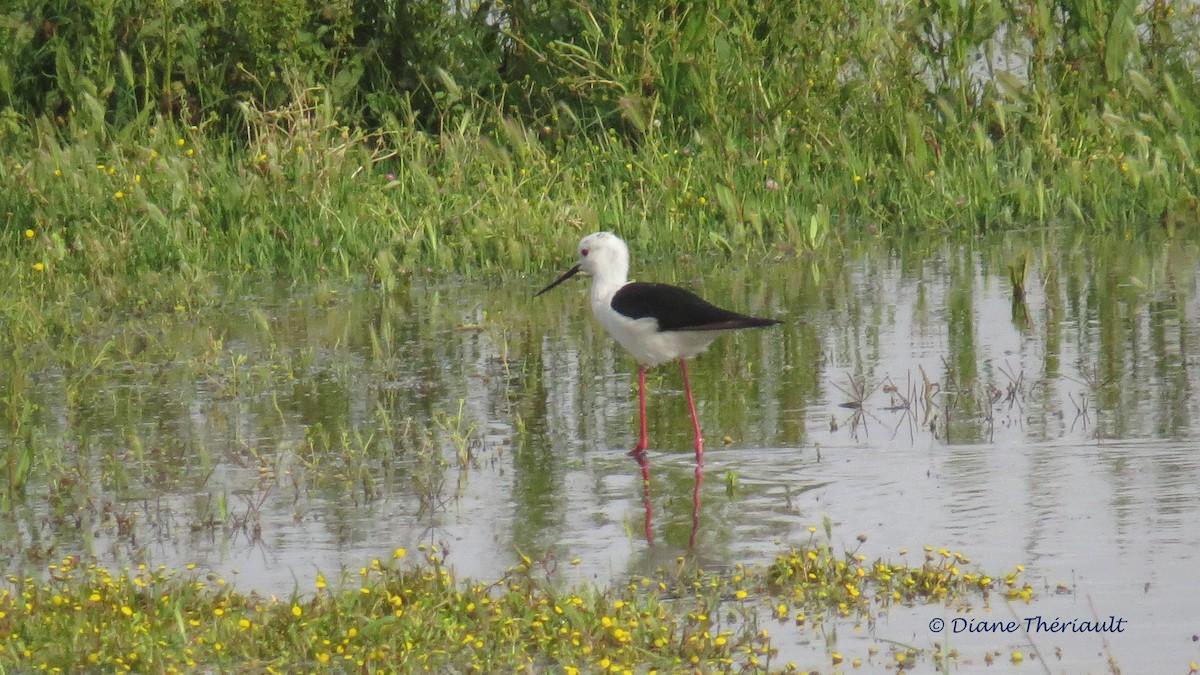 Black-winged Stilt - Diane Thériault