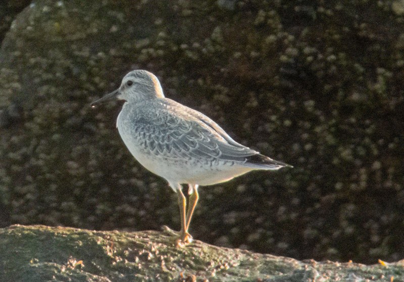 Red Knot - ML369319191