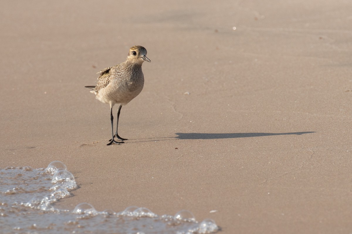 American Golden-Plover - Christine Mason