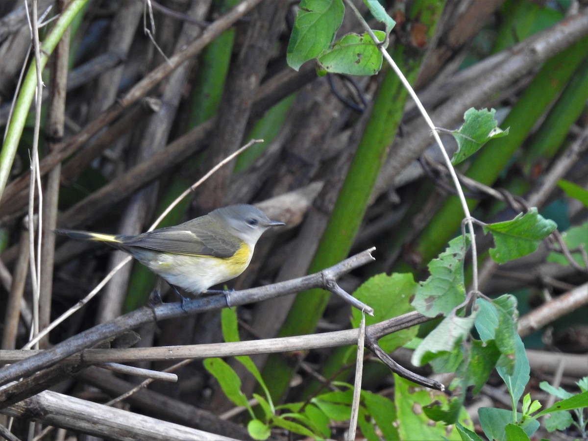 American Redstart - ML369319581