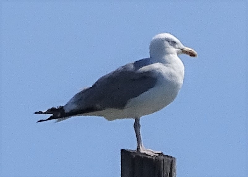 Herring Gull - ML369320021