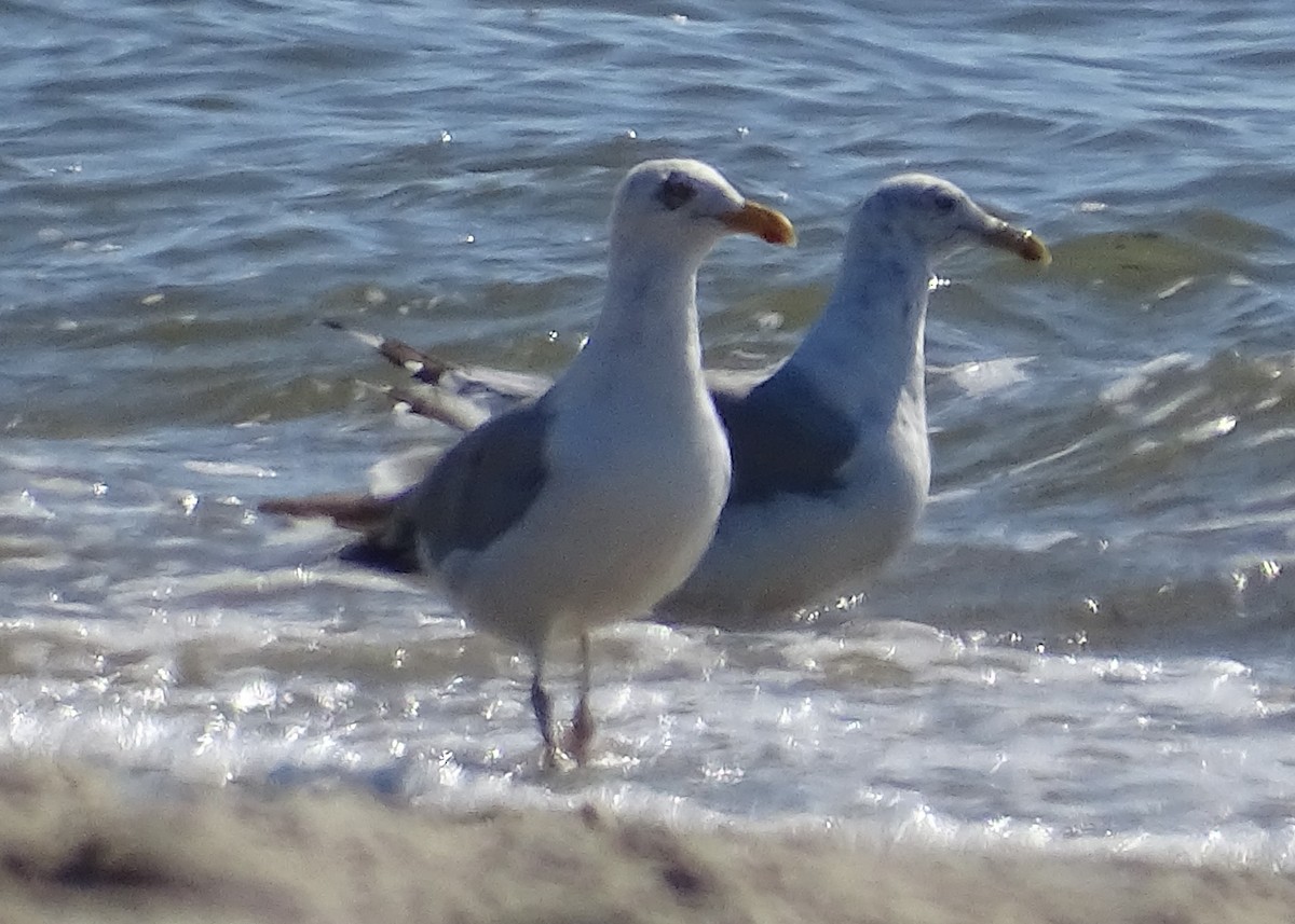 Herring Gull - Jennifer Sherwood