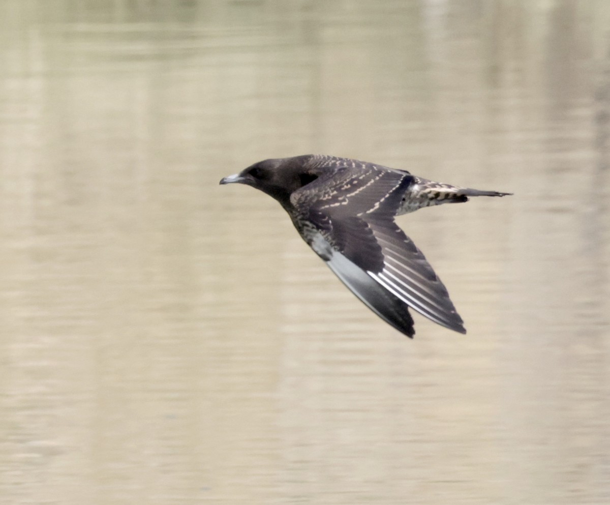 Parasitic Jaeger - ML369321711