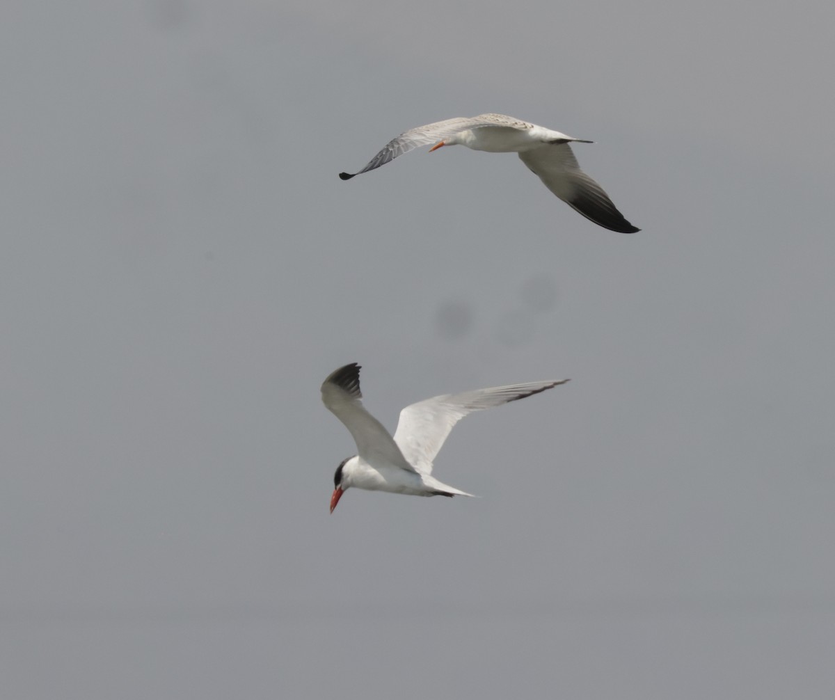 Caspian Tern - Ken Oeser