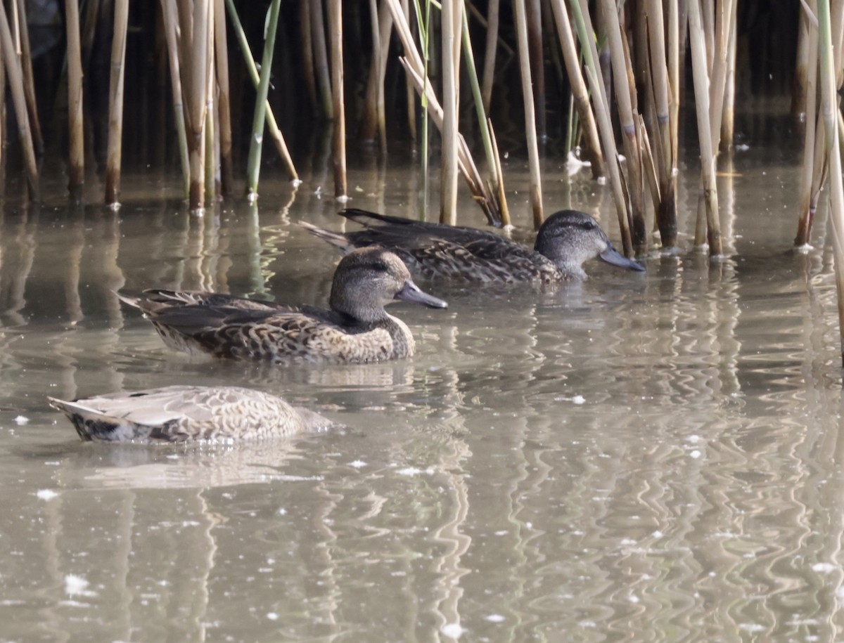 Green-winged Teal - ML369322331