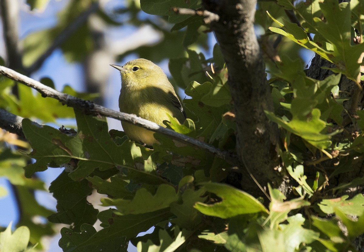 Orange-crowned Warbler - ML369323651