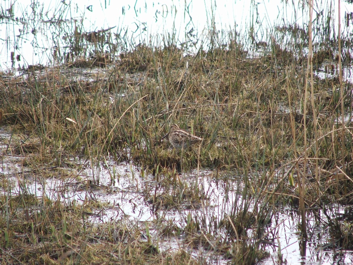 Common Snipe - Bryn Morris-Hale