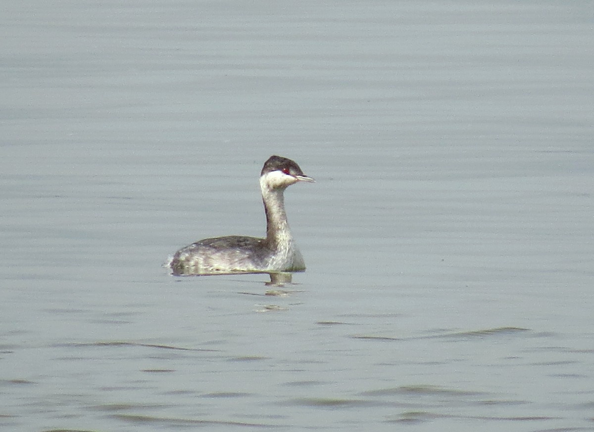 Horned Grebe - ML36932451