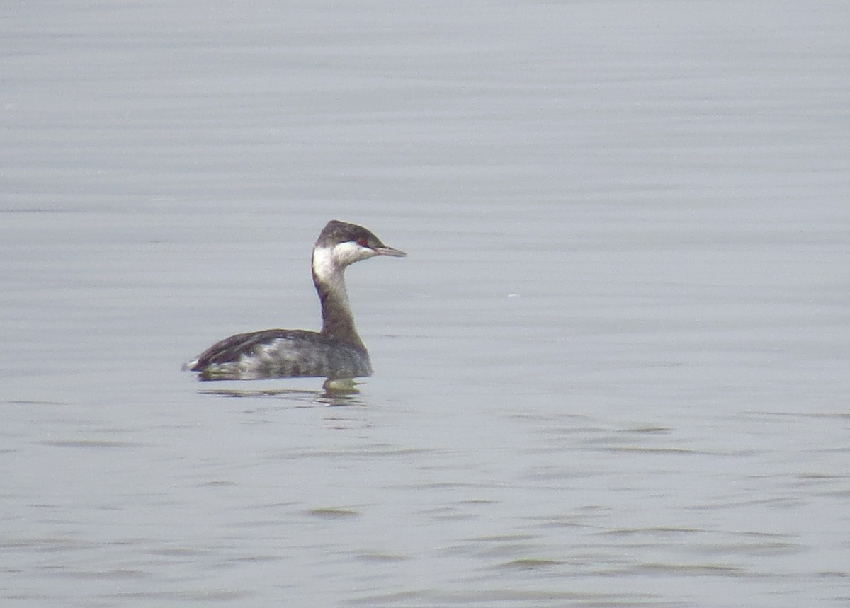 Horned Grebe - ML36932461