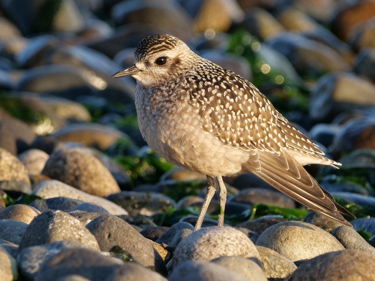 American Golden-Plover - ML369325441