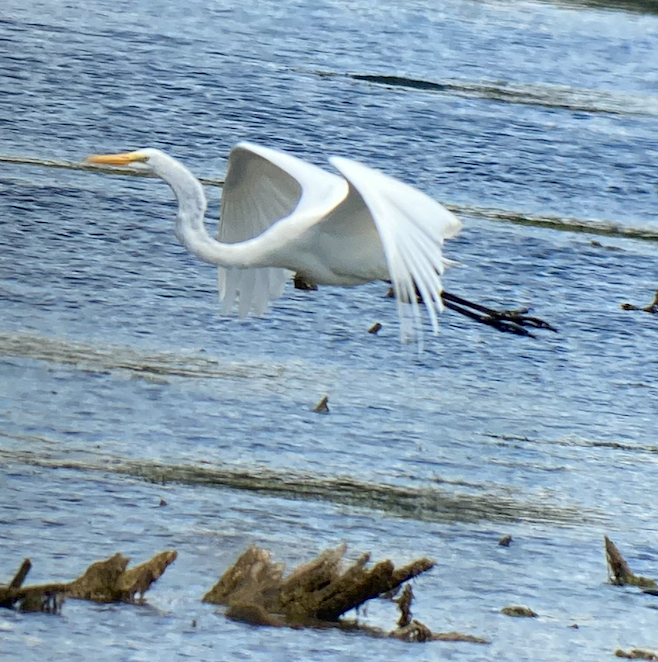 Great Egret - ML369326251