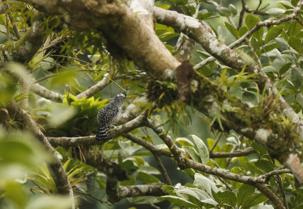 Barred Antshrike - ML369326801