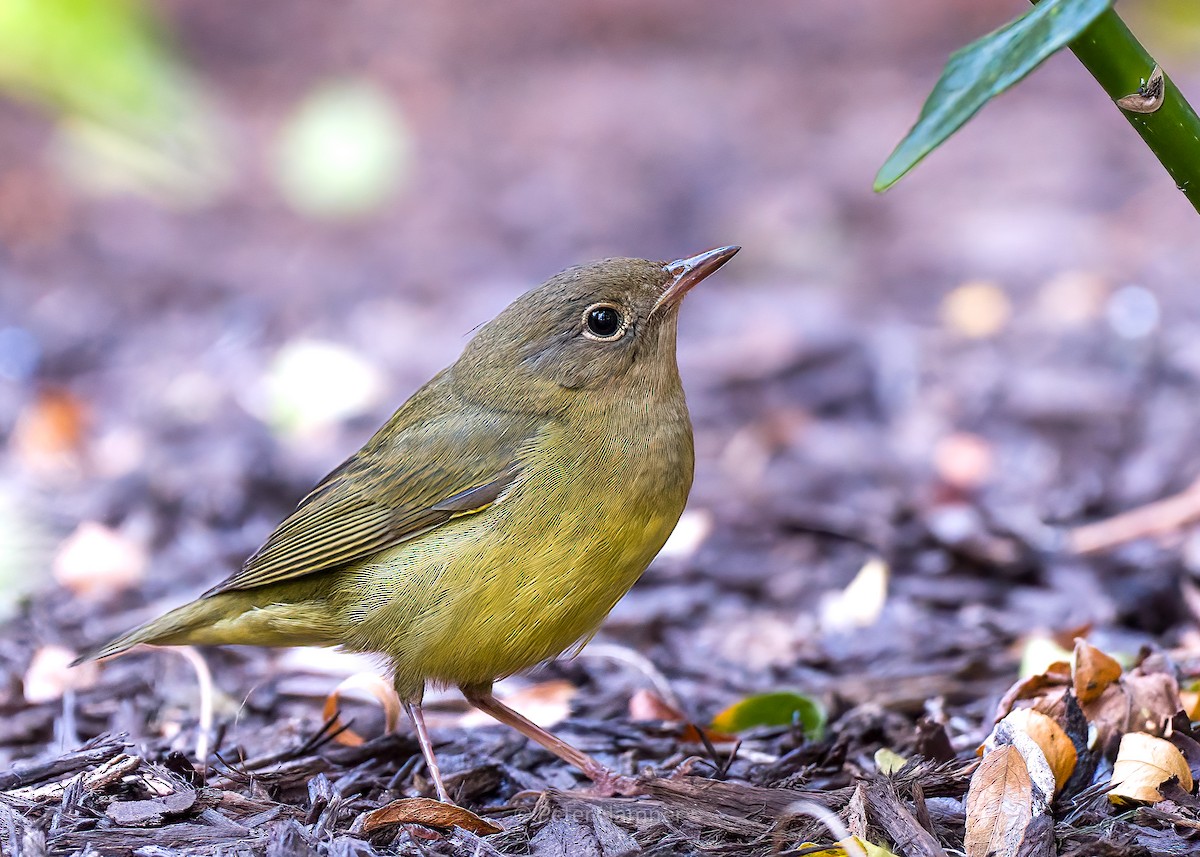 Connecticut Warbler - ML369326861