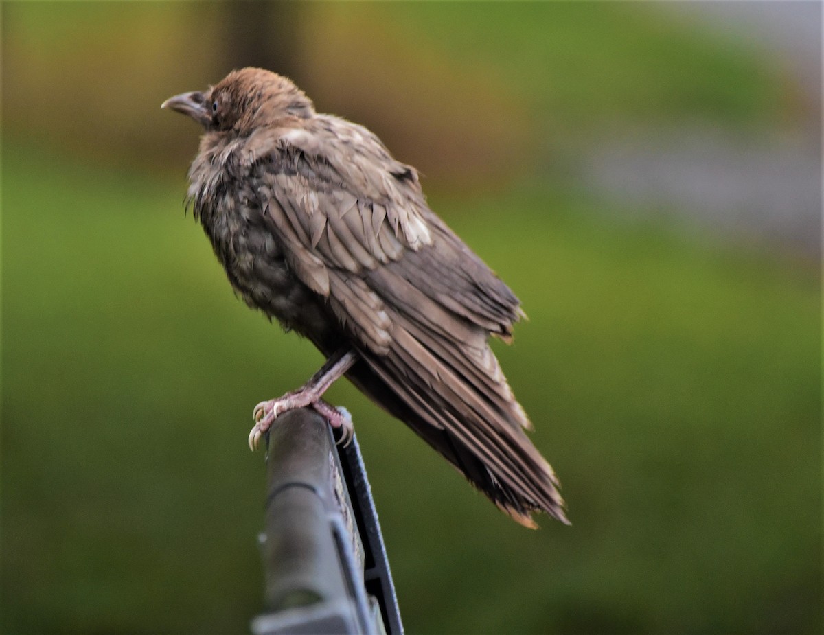 American Crow - Larry Robertson