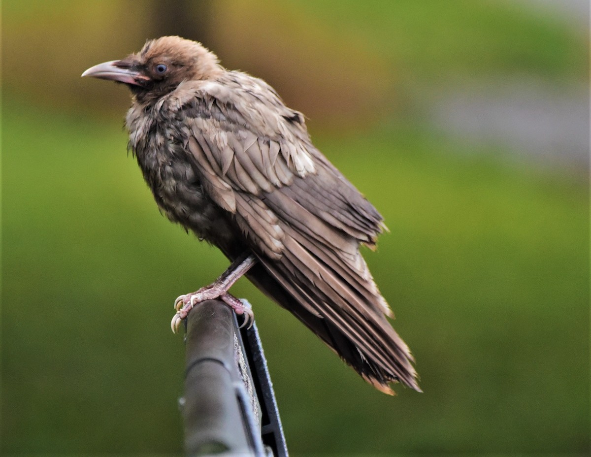 American Crow - ML369327661