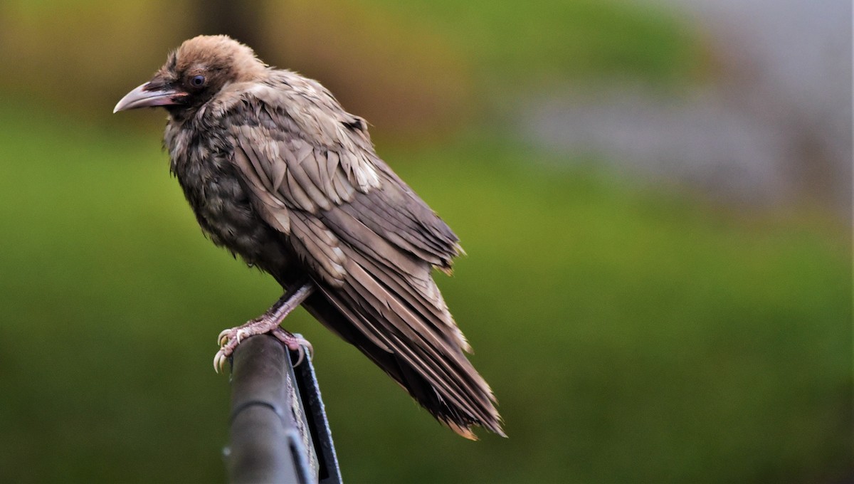 American Crow - Larry Robertson