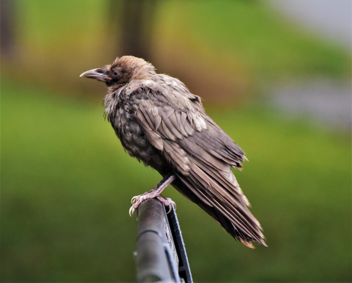 American Crow - ML369327691