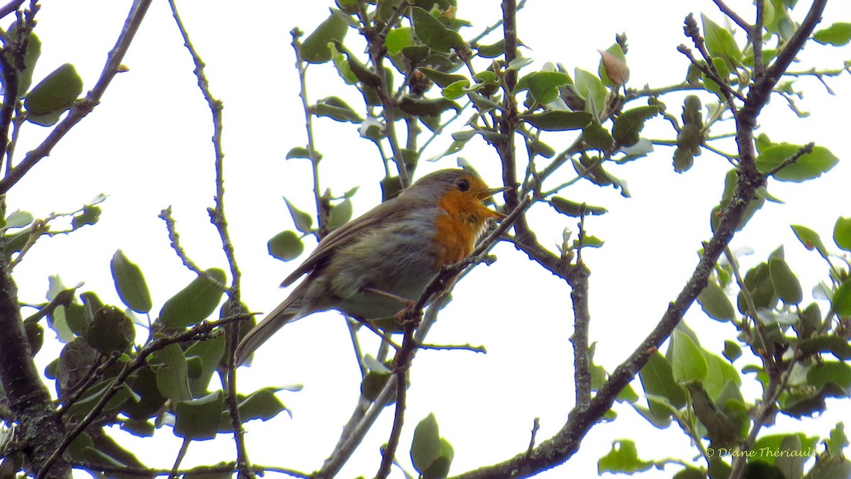 European Robin - ML36932771