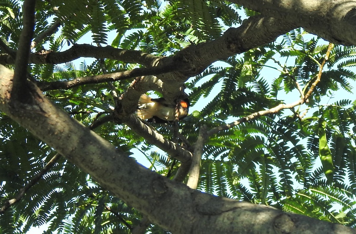 American Redstart - ML369328781