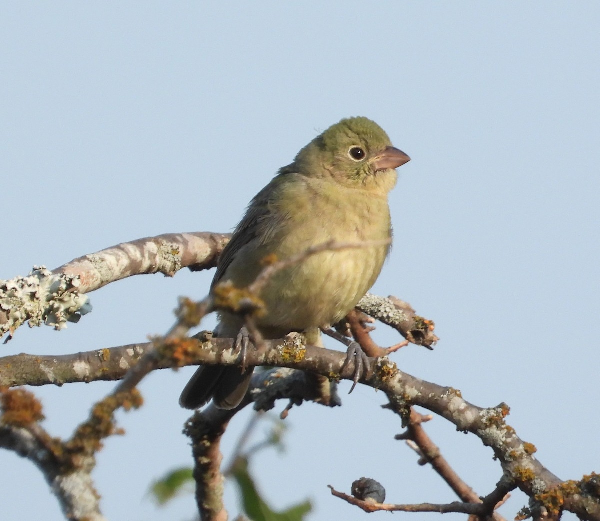 Painted Bunting - ML369328811