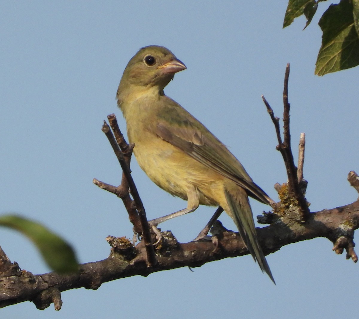 Painted Bunting - ML369328821