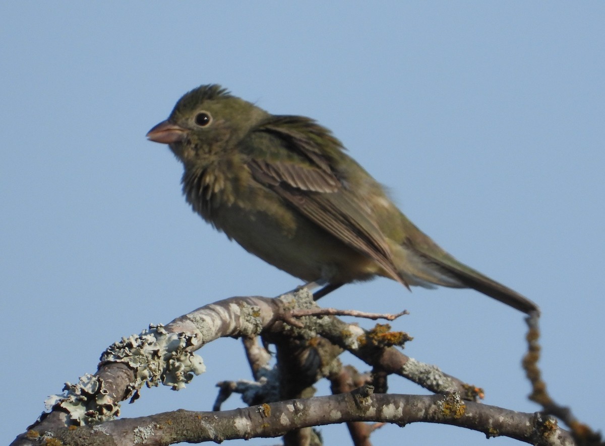 Painted Bunting - ML369328831