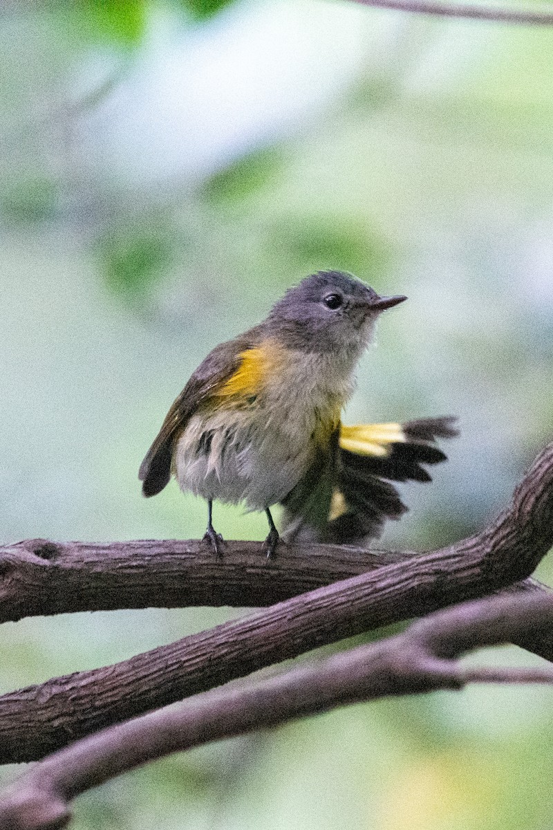 American Redstart - ML369330271