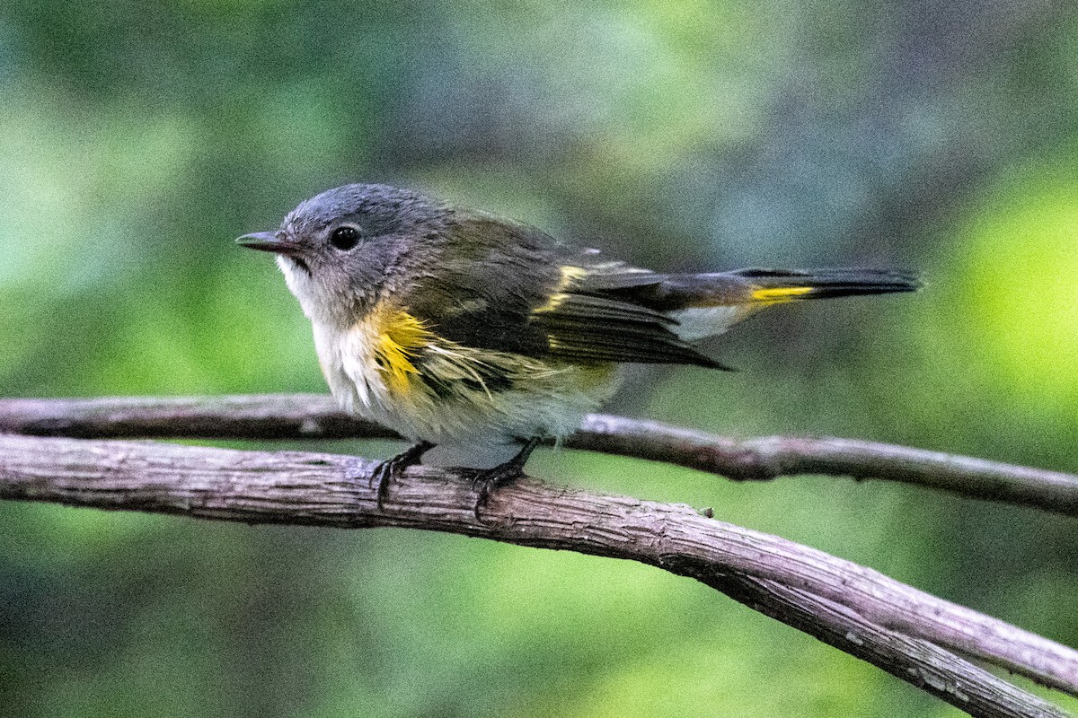 American Redstart - ML369330281