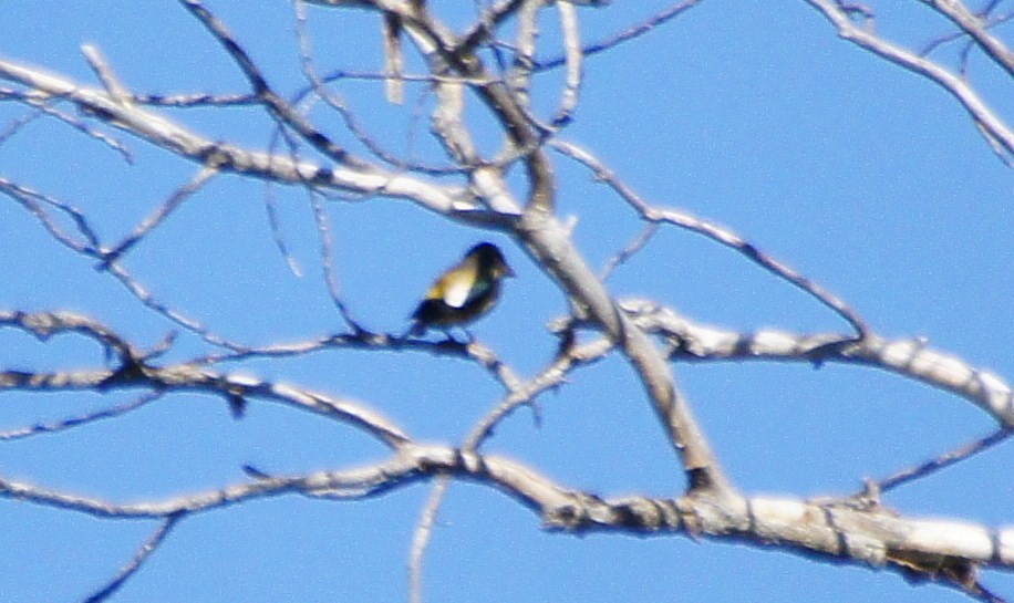 Evening Grosbeak - Tommy DeBardeleben