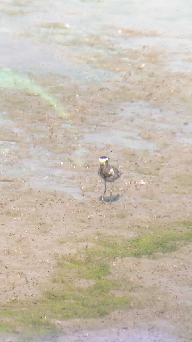 American Golden-Plover - ML369333391