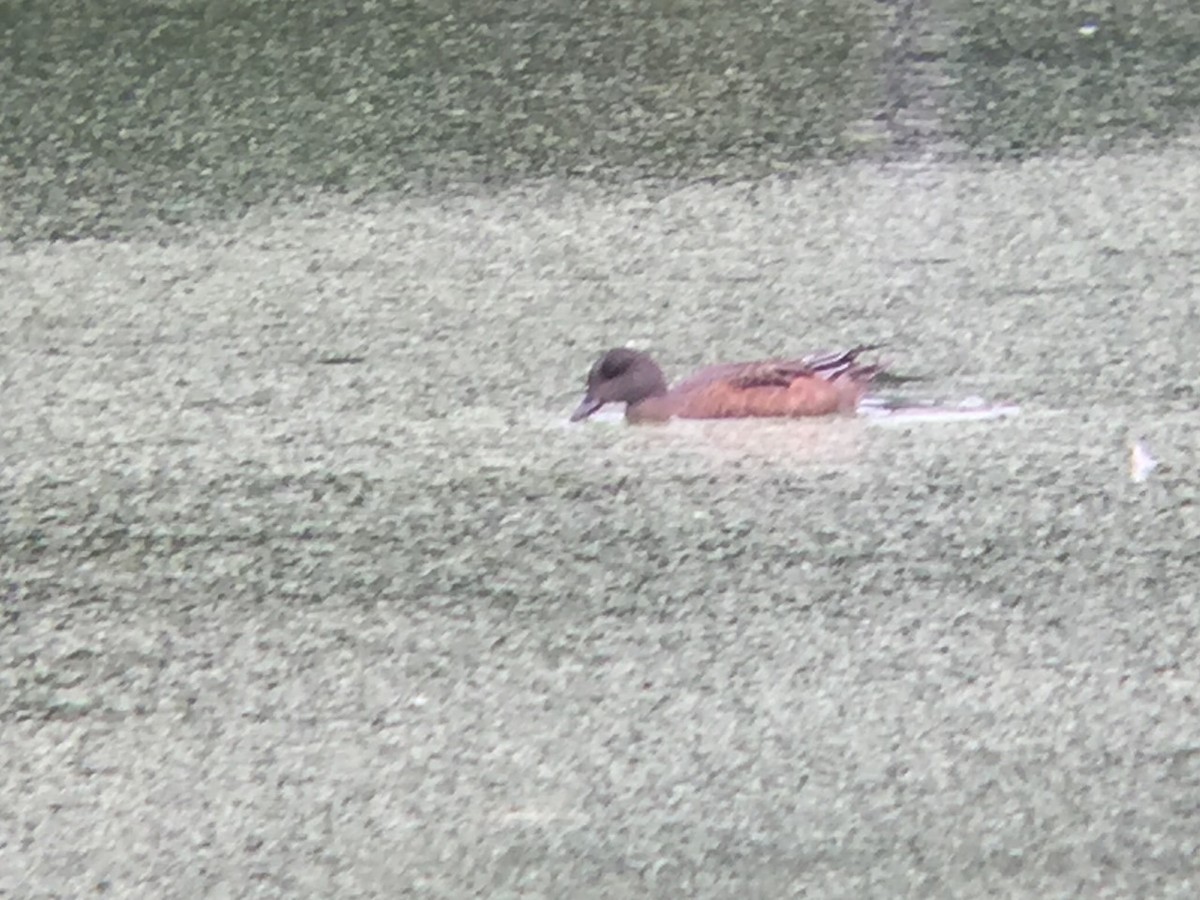 American Wigeon - ML36933341