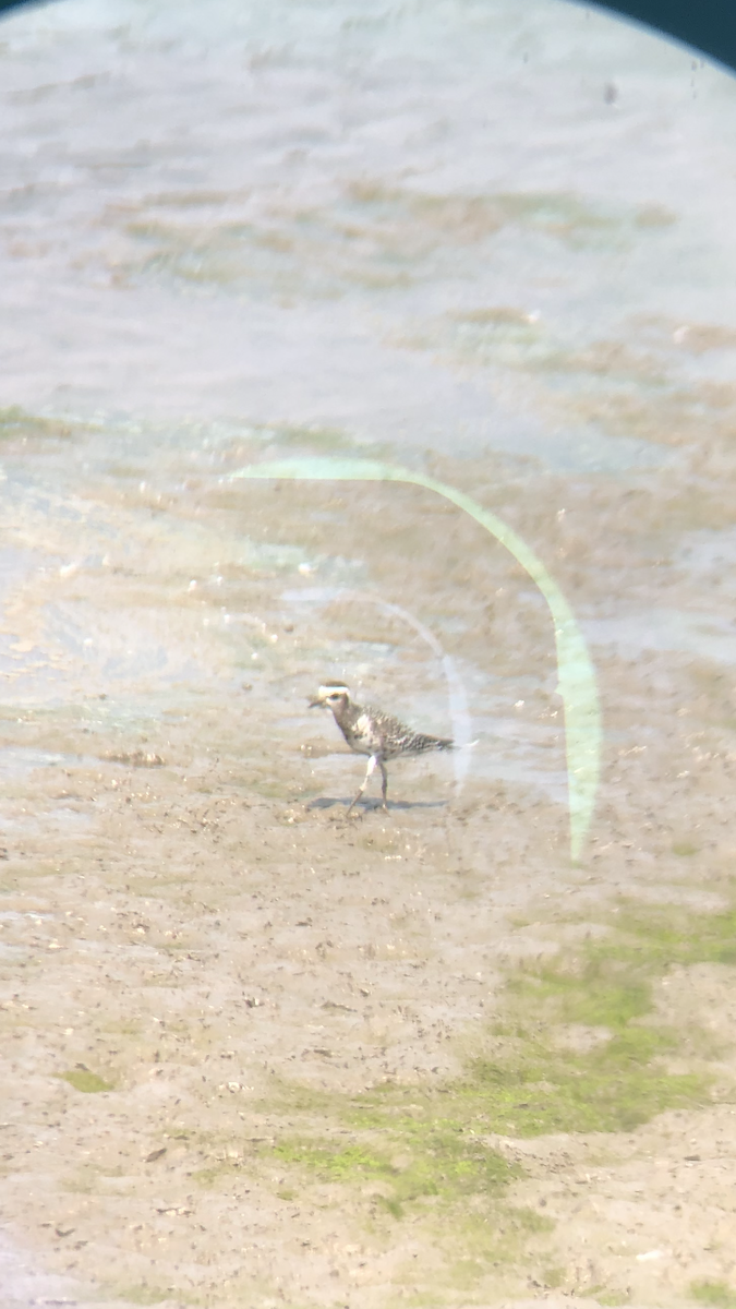 American Golden-Plover - ML369333521