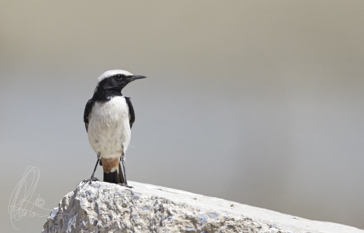 Mourning Wheatear - ML36933481