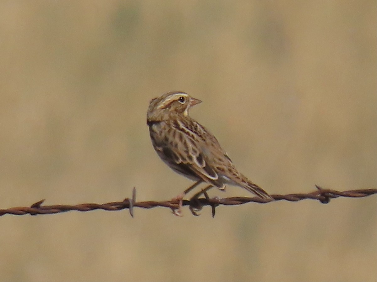 Savannah Sparrow - ML369336161