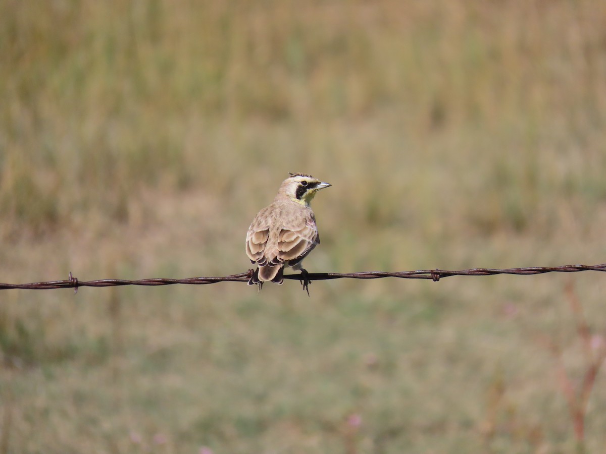 Horned Lark - ML369336261