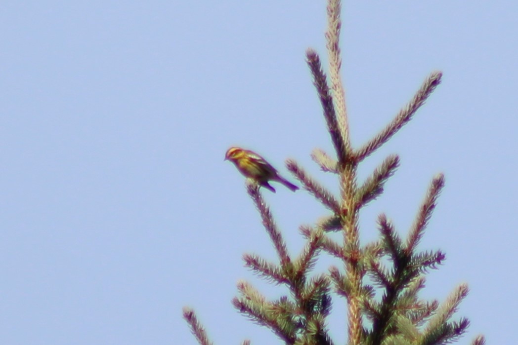 Townsend's Warbler - ML369336471