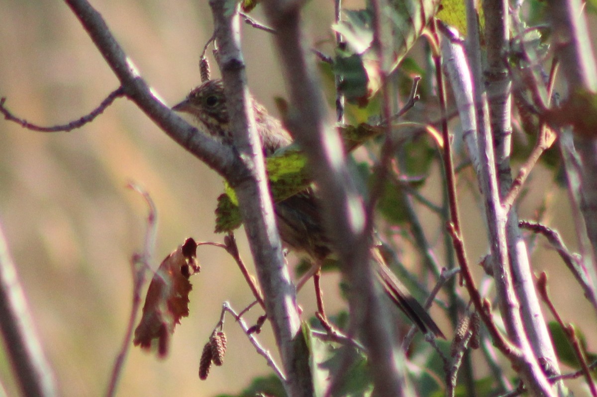 Lincoln's Sparrow - ML369336601