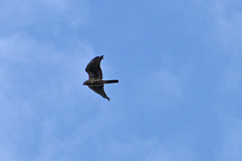 Northern Harrier - ML36933801