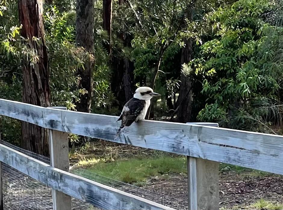 Laughing Kookaburra - ML369338241