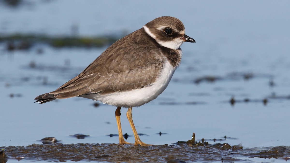 Semipalmated Plover - Daniel Jauvin