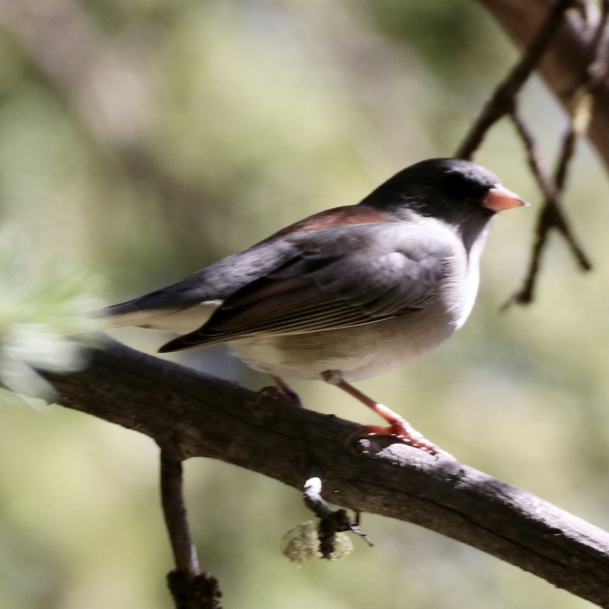 Dark-eyed Junco (Gray-headed) - ML369339231