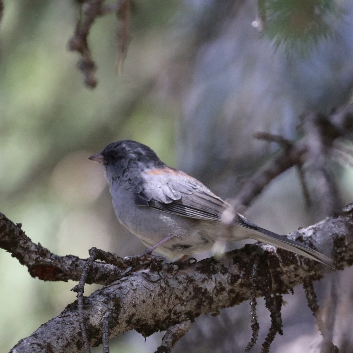 Dark-eyed Junco (Gray-headed) - ML369339261