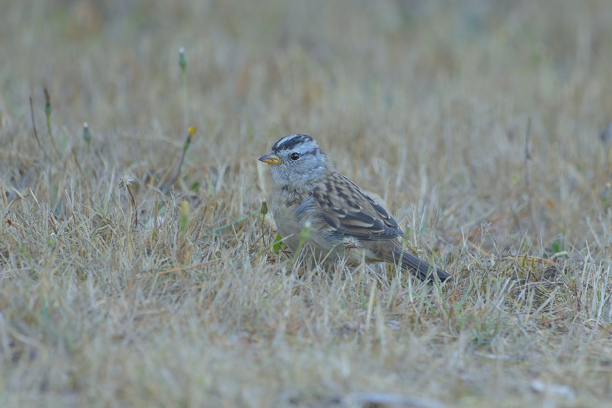 Bruant à couronne blanche - ML369339861