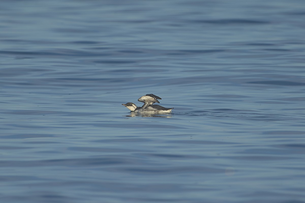 Common Murre - Phil Thompson