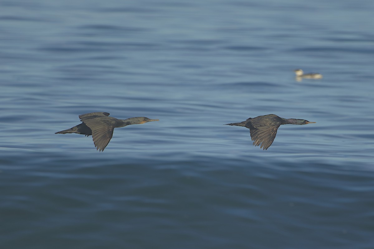 Pelagic Cormorant - ML369339901