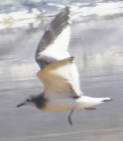 Sabine's Gull - John McCallister