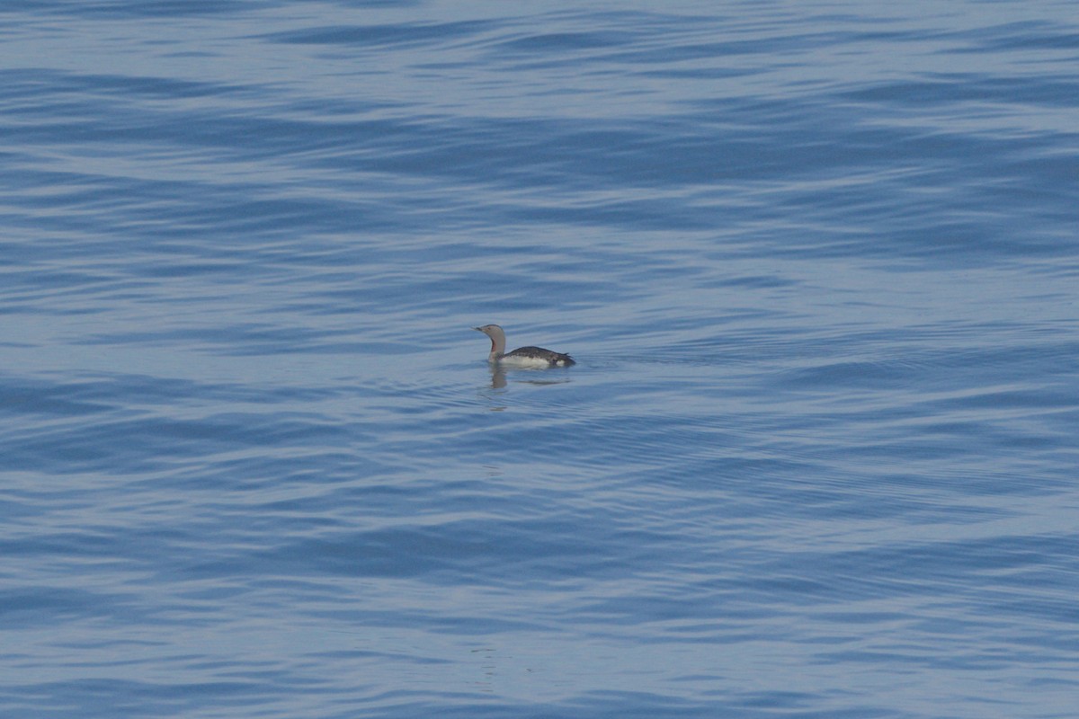 Red-throated Loon - Phil Thompson