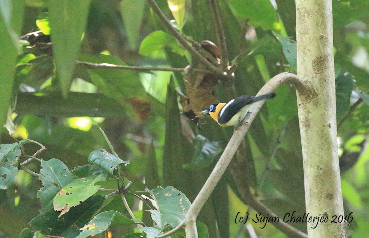 Ochre-collared Monarch - ML36934051